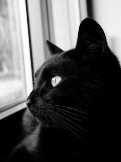 Чёрная кошка, смотрящая в окно