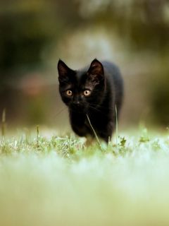 Черный котик на газоне