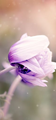 Цветок фиолетово-белый