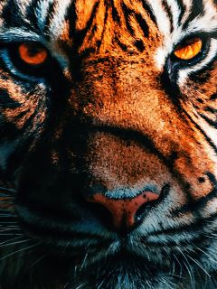 Суровый взгляд тигра