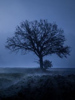 Дерево и синий туман