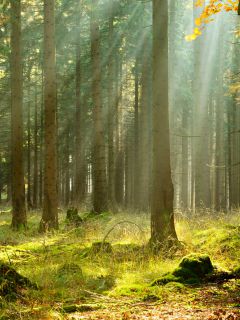 Солнечные лучи в хвойном лесу