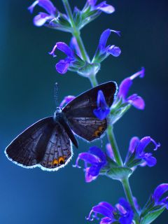 Бабочка – шоколадница на синем цветке