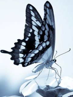 Бабочка в серых тонах