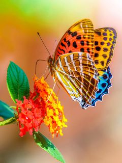 Красочная бабочка на цветке