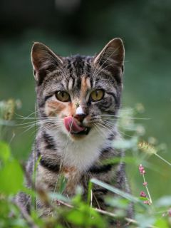 Облизывающийся котик в траве