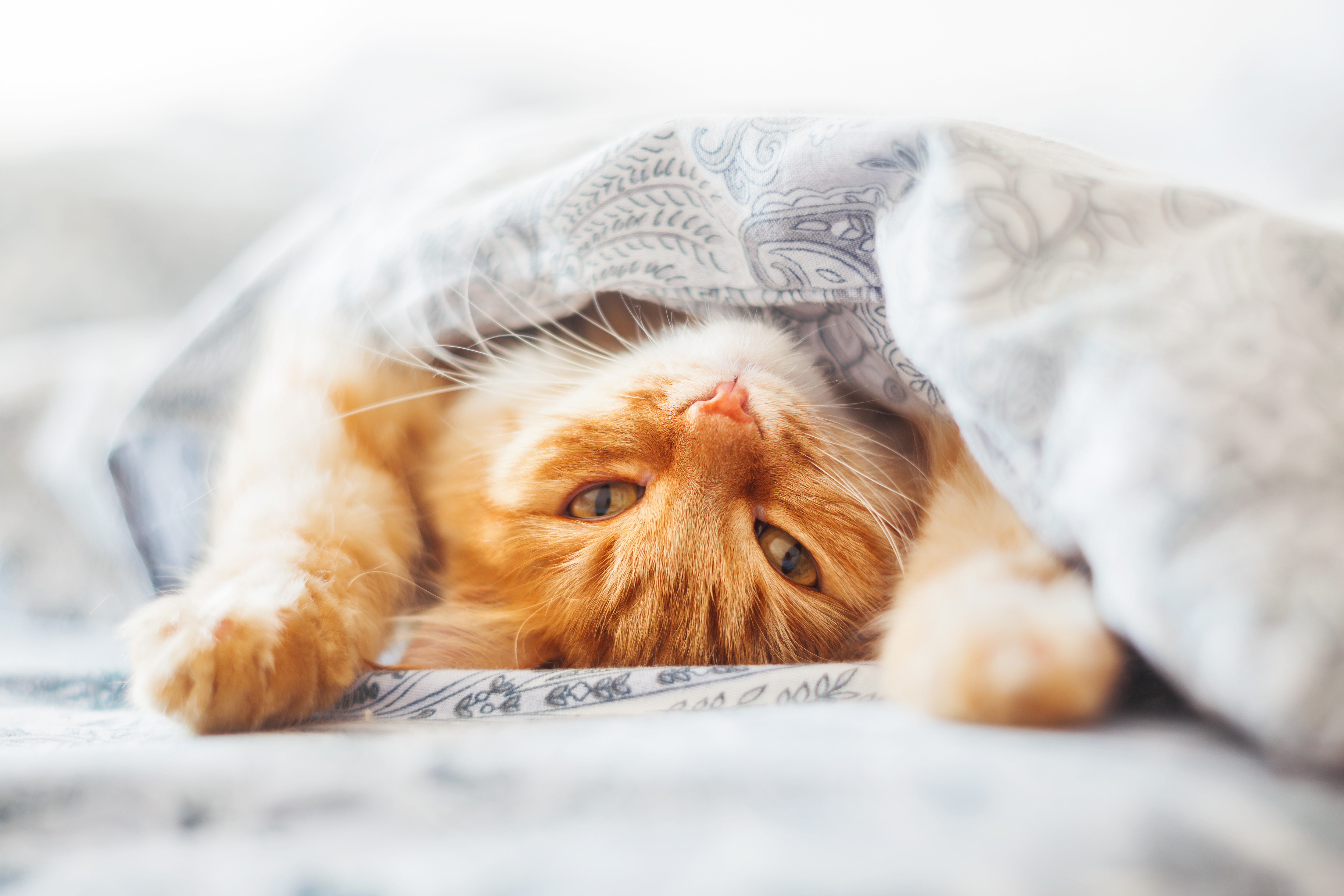 Котенок в кровати под одеялом