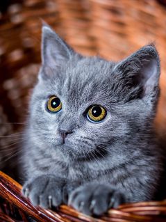 Серый котёнок в корзине (взгляд из Шрека)