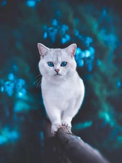 Голубоглазая белая кошка