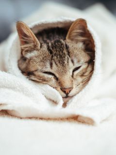 Полосатый котёнок в полотенце