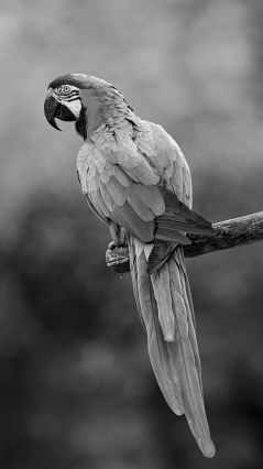 Попугай ара, сидящий на палке