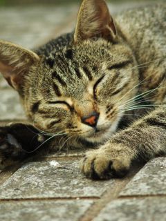 Спящий юный кот