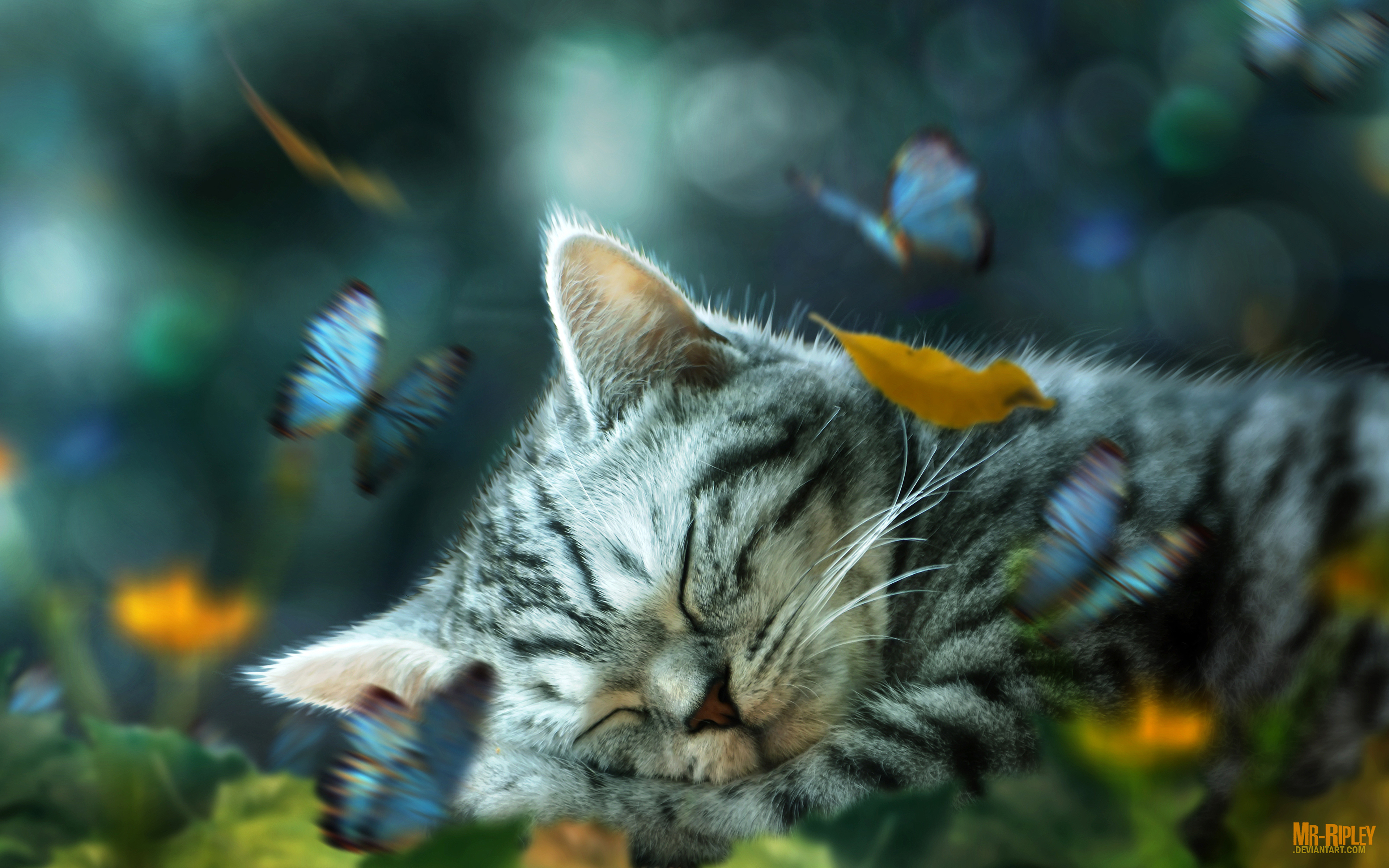 Спящий котёнок и бабочки