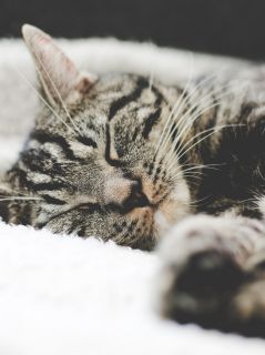 Спящий серо-полосатый кот