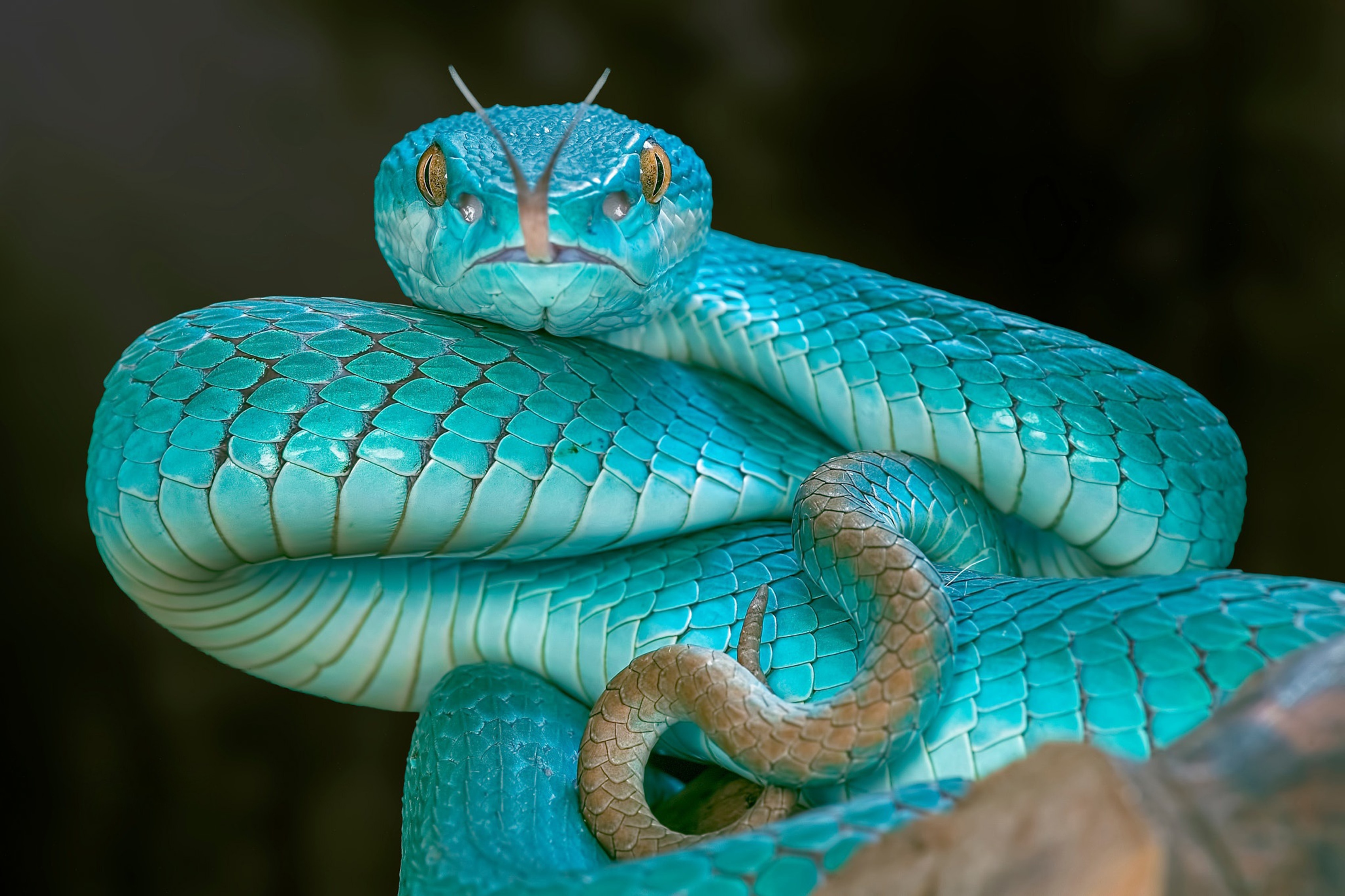 Самые красивые змей в мире. Голубая куфия гадюка. Голубая комодская куфия змея. Островная куфия голубая. Белогубая куфия.