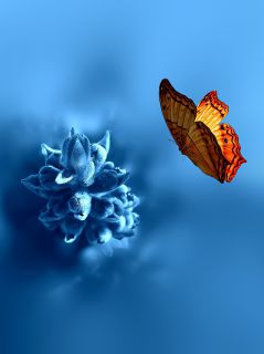 Бабочка и голубой цветок