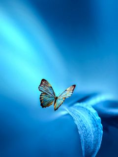 Бабочка и голубой лепесток