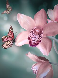 Цветок и бабочки