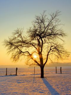 Дерево на закате зимнего дня