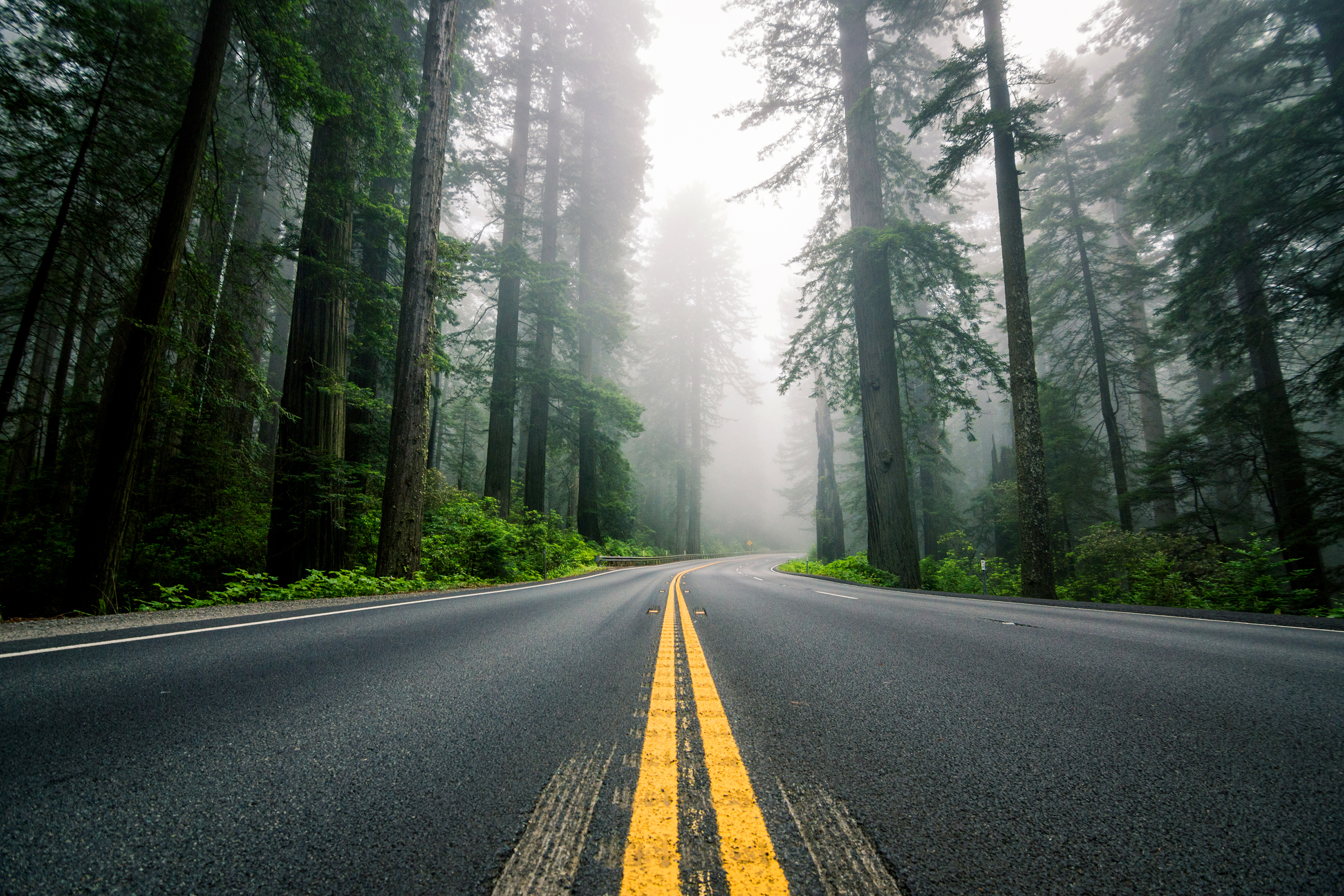 Dangerous way. Дорога в лесу. Красивая дорога. Лесная дорога. Трасса в лесу.