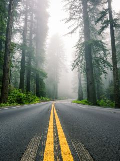 Дорога сквозь туманный лес