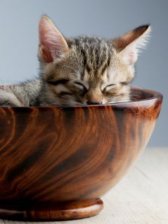 Котёнок, спящий в миске