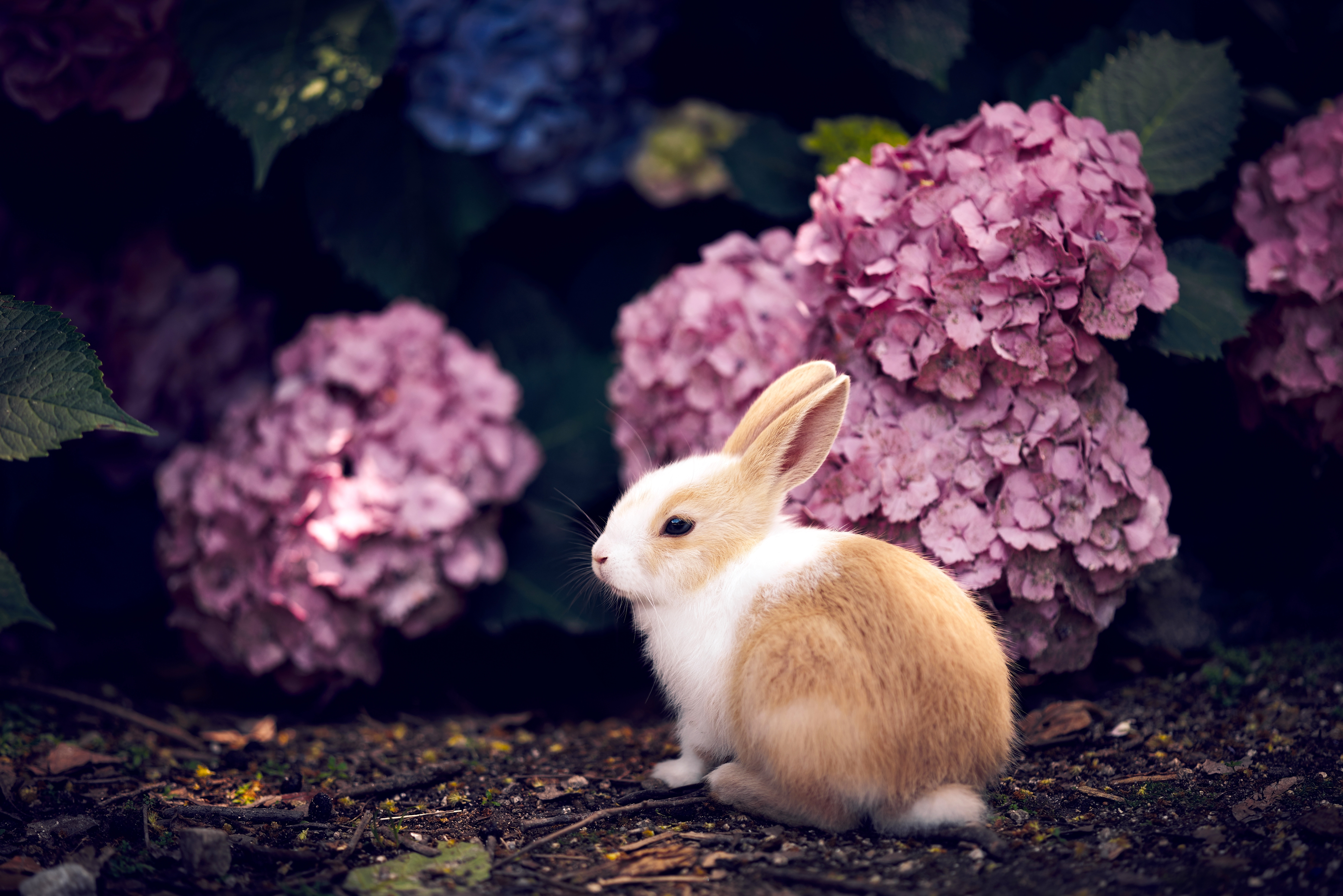 Самые красивые кролики