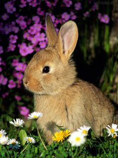 Кролик в цветах