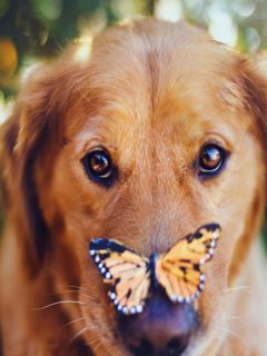 Пёс с бабочкой на носу