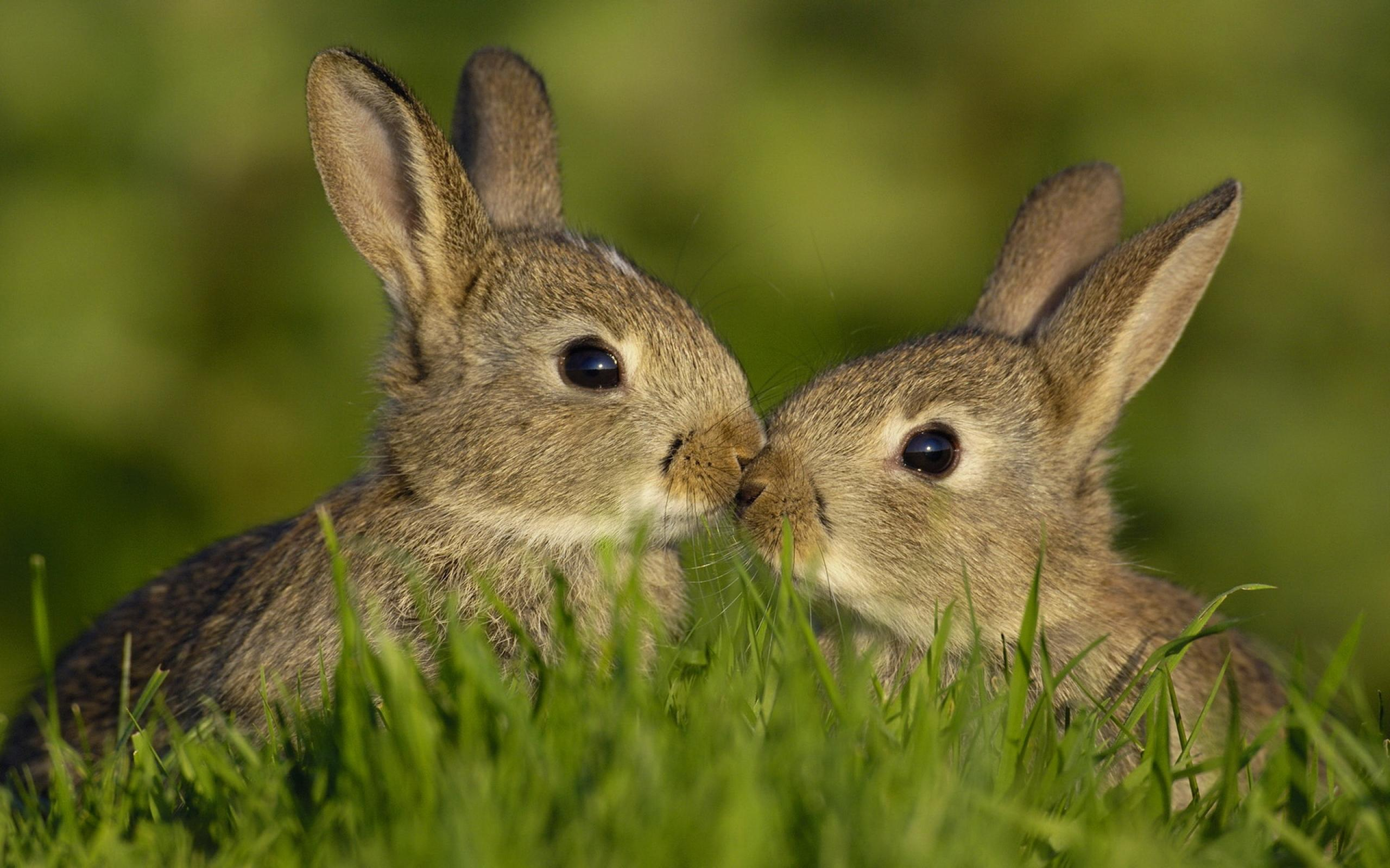 Отношения между зайцем и белкой в природе. Красивый заяц. Заяц с зайчонком. Красивый зайчик. Два зайца.