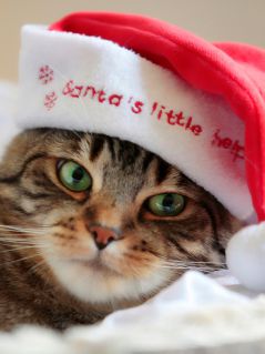 Полосатый котик в новогодней шапке