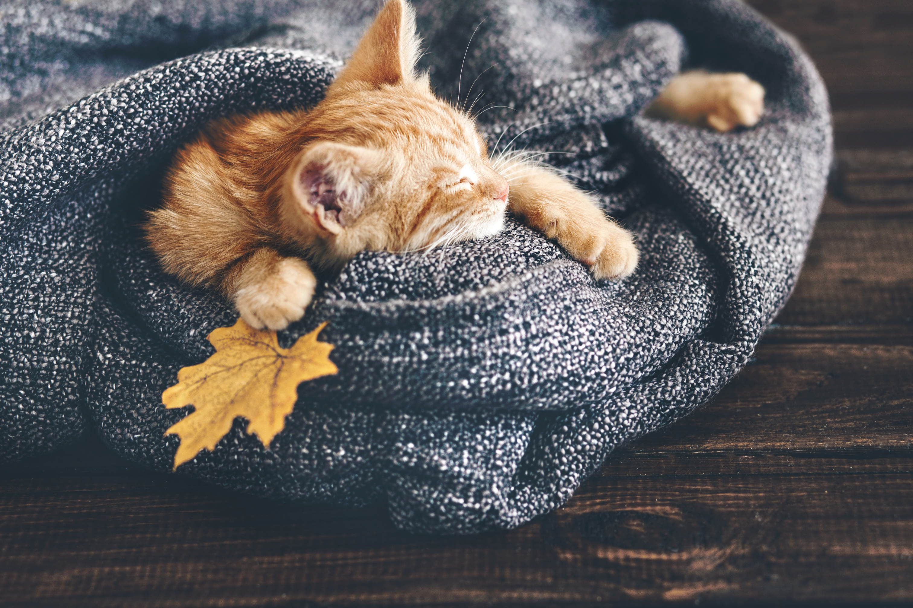 Рыжий котенок, спящий в одеяле