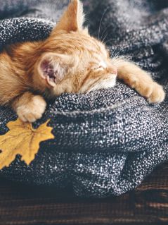 Рыжий котёнок, спящий в одеяле