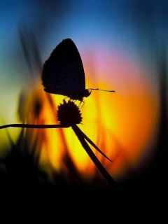 Силуэт бабочки на закате