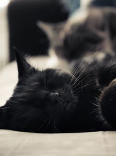 Спящий черный котик