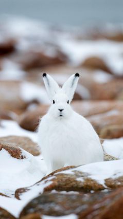 Заяц в снежных камнях