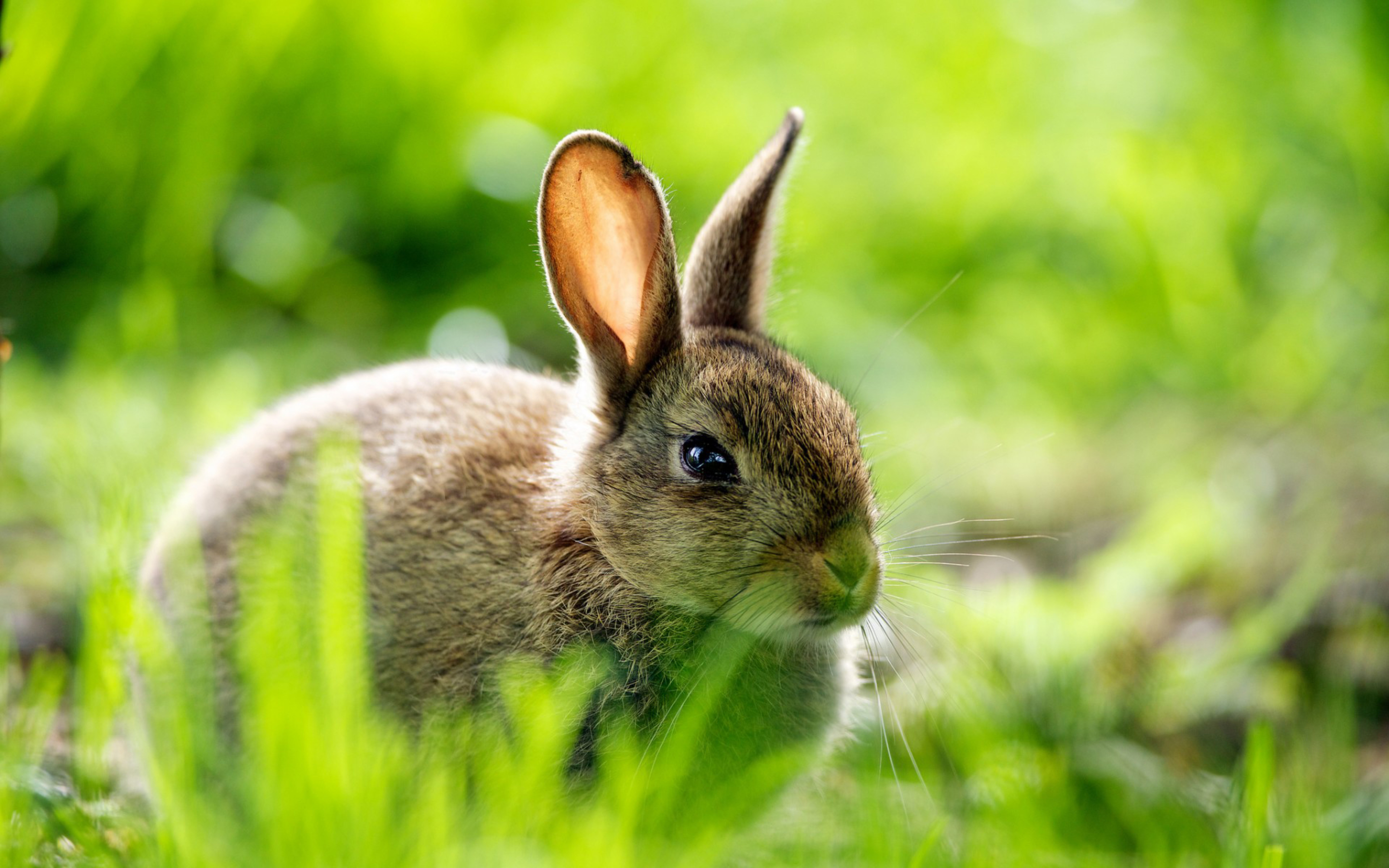 Зайчик официально. Красивый заяц. Красивый кролик. Кролик на травке. Красивый зайчик.