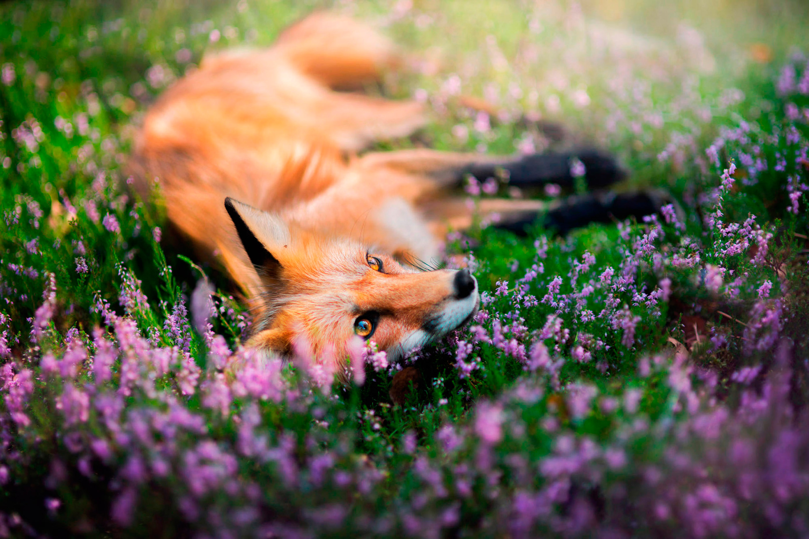 Звери под солнцем. Весенняя лиса. Красивая лиса. Животные весной.