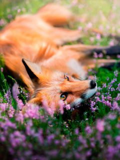 Красивая лисичка в цветах