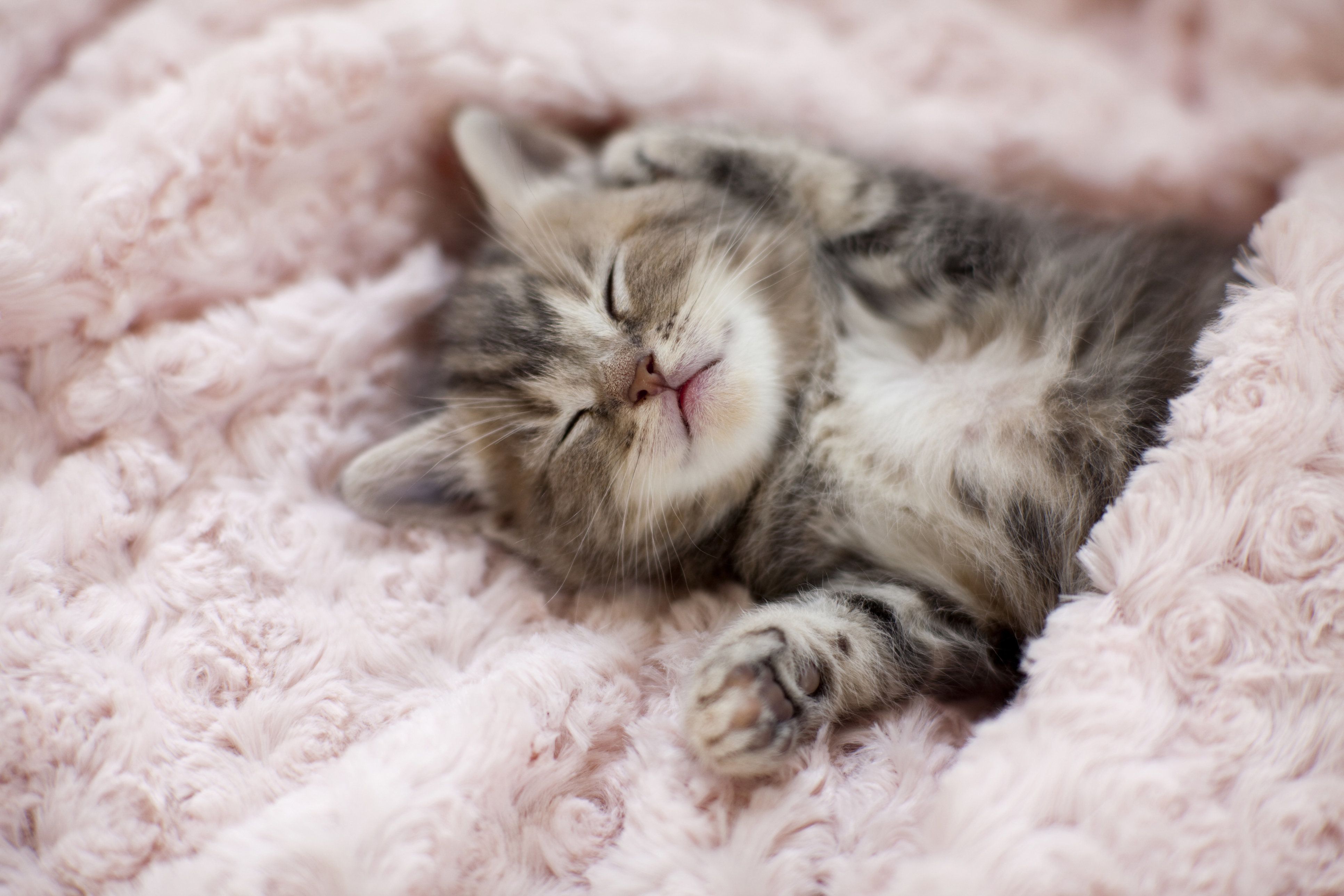 Спящий котёнок в одеяле