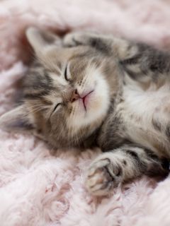 Спящий котёнок в одеяле