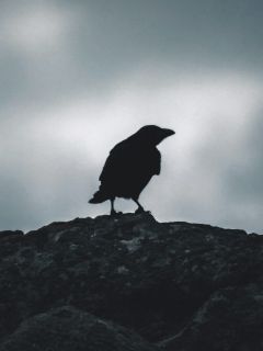 Силуэт ворона на камне