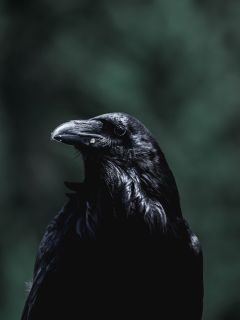 Взгляд ворона