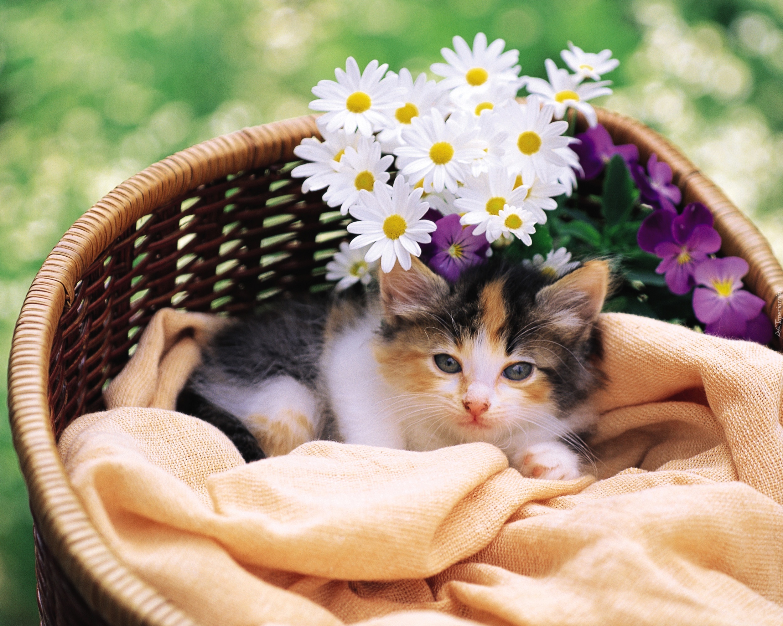 Котенок любит играть с цветами. Красивые котята. Котик в цветах. Кошечка с цветами. Котенок в корзинке с цветами.