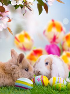 Кролики и крашенки