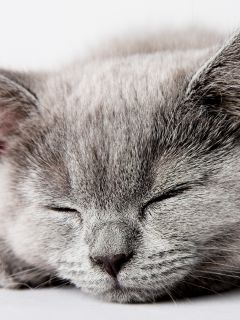 Мордочка спящего серого котика