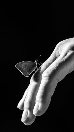 Монохромная бабочка на руке
