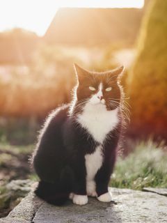 Недовольный кот в солнечных лучах