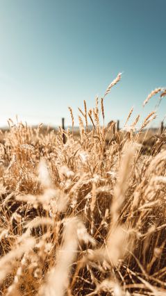 Пшеничный сноп на фоне голубого неба