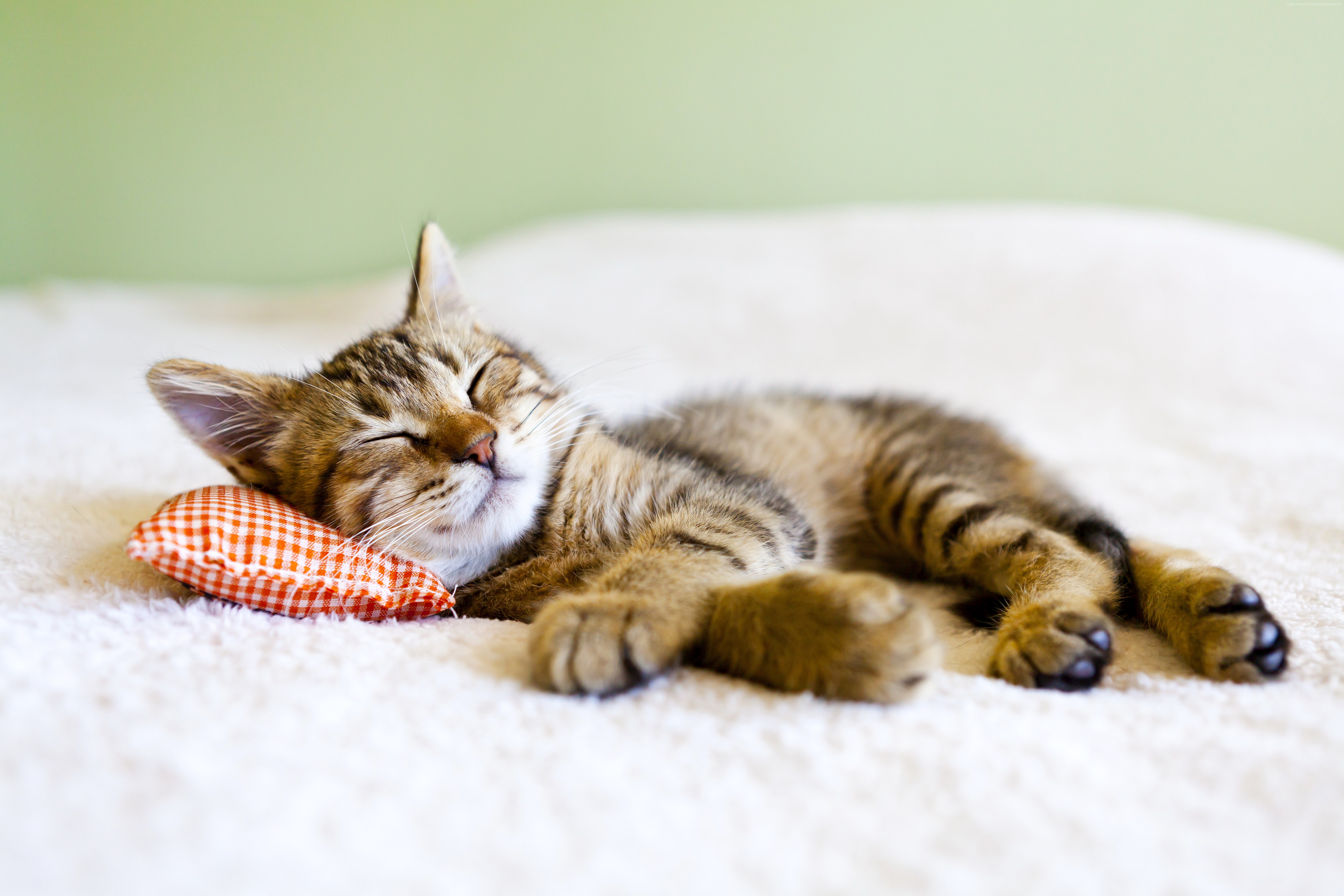 Спящий котик на подушечке